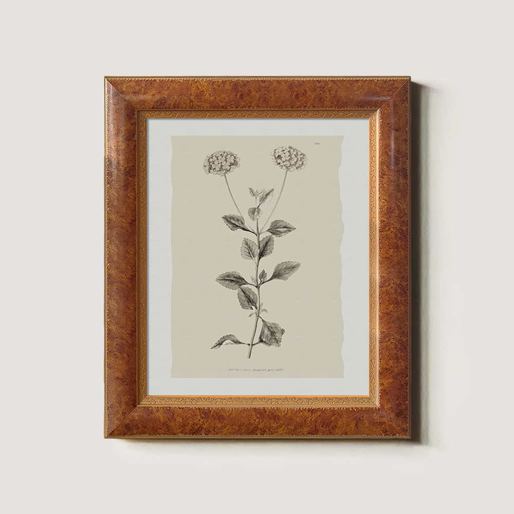 Vintage Leonotis Leonurus Botanical Etching