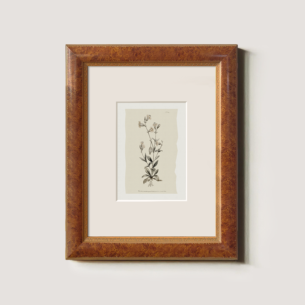 Vintage Arabis Alpina Botanical Etching