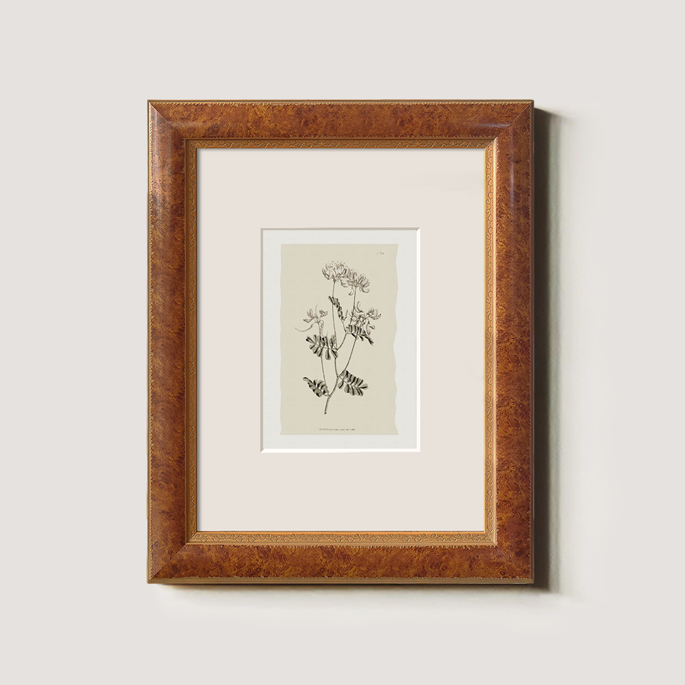 Vintage Anthriscus Sylvestris Botanical Etching