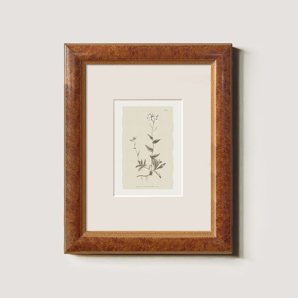 Vintage Cardamine Hirsuta Botanical Etching