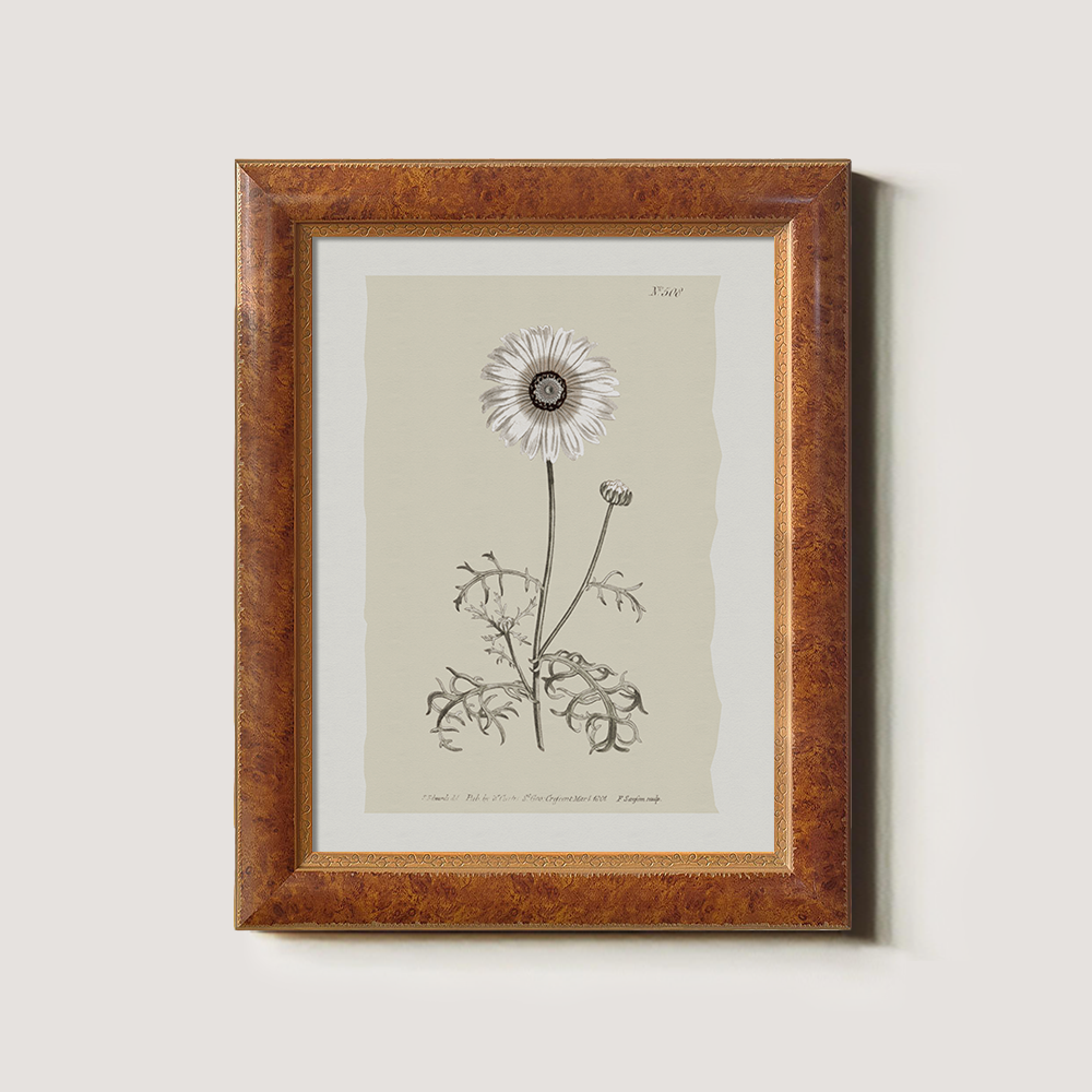 Vintage Chrysanthemum Parthenium Botanical Etching