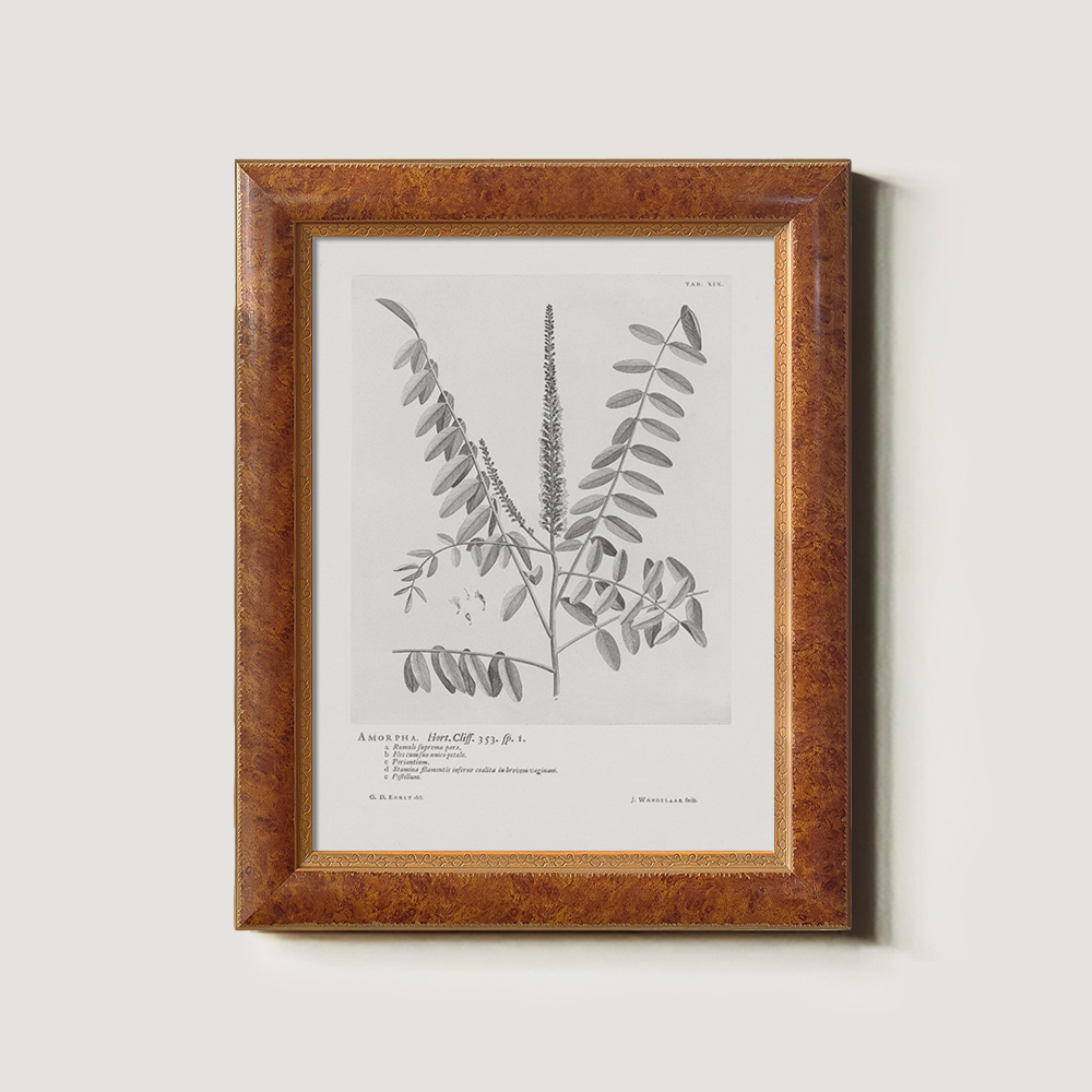 Vintage Amorpha Fruticosa Botanical Etching