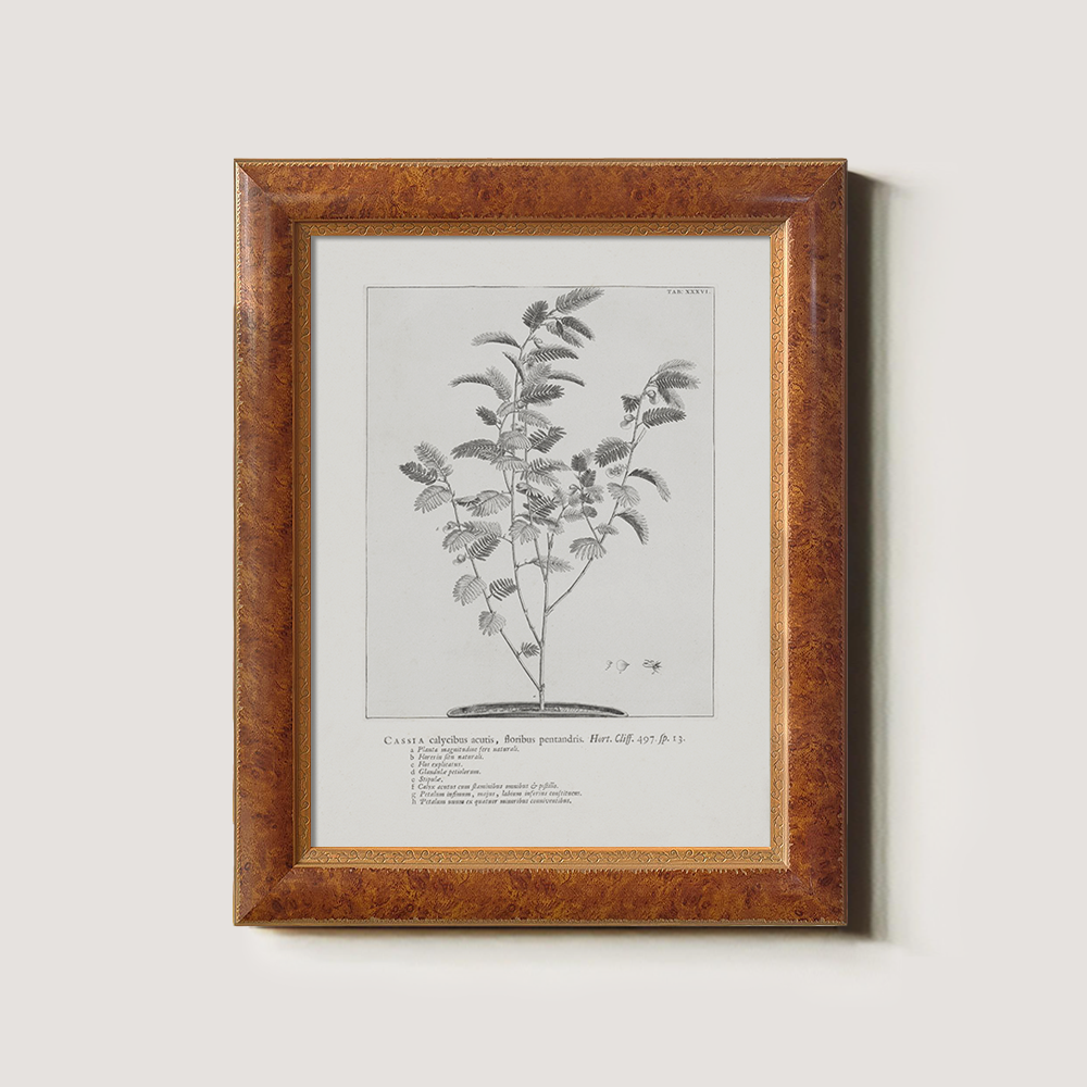 Vintage Cassia Angustifolia Botanical Etching