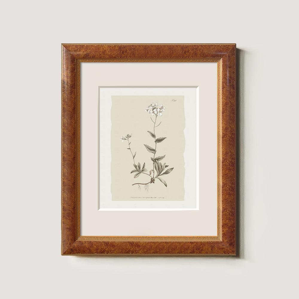 Vintage Cardamine Hirsuta Botanical Etching