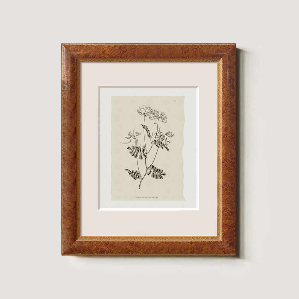 Vintage Anthyllis Vulneraria Botanical Etching