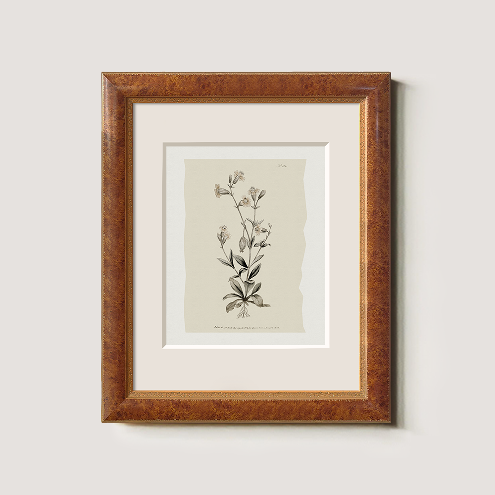 Vintage Arabis Alpina Botanical Etching