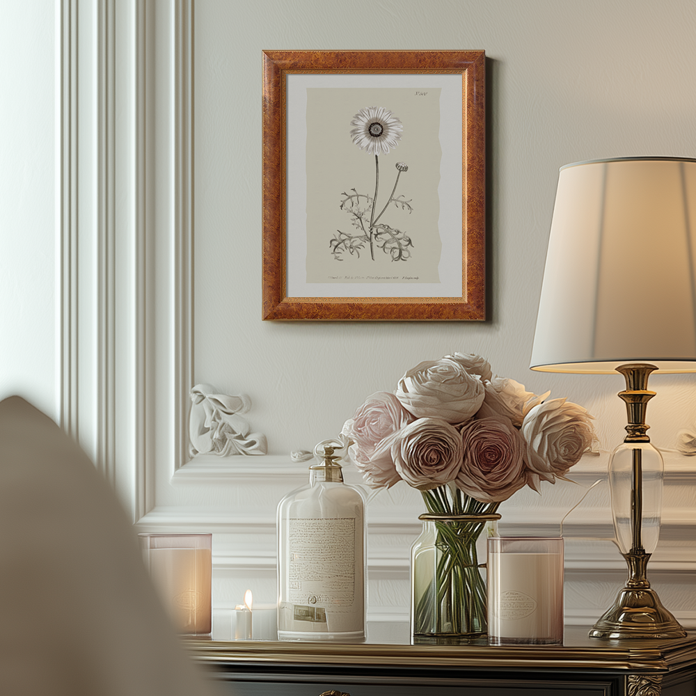 Vintage Chrysanthemum Parthenium Botanical Etching