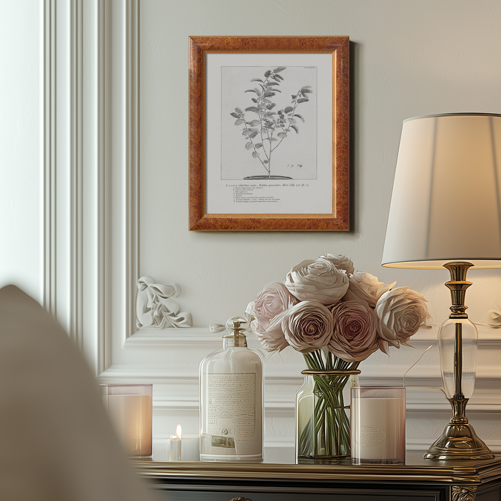 Vintage Cassia Angustifolia Botanical Etching