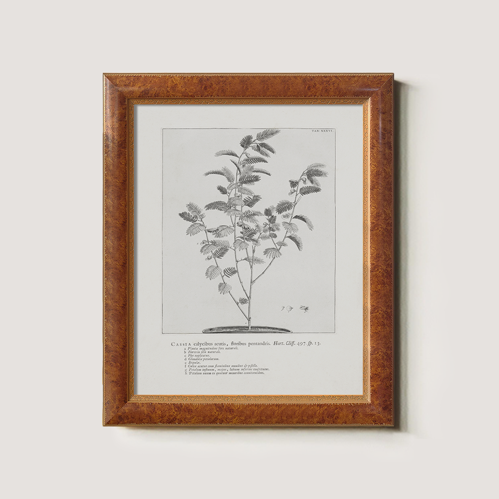 Vintage Cassia Angustifolia Botanical Etching