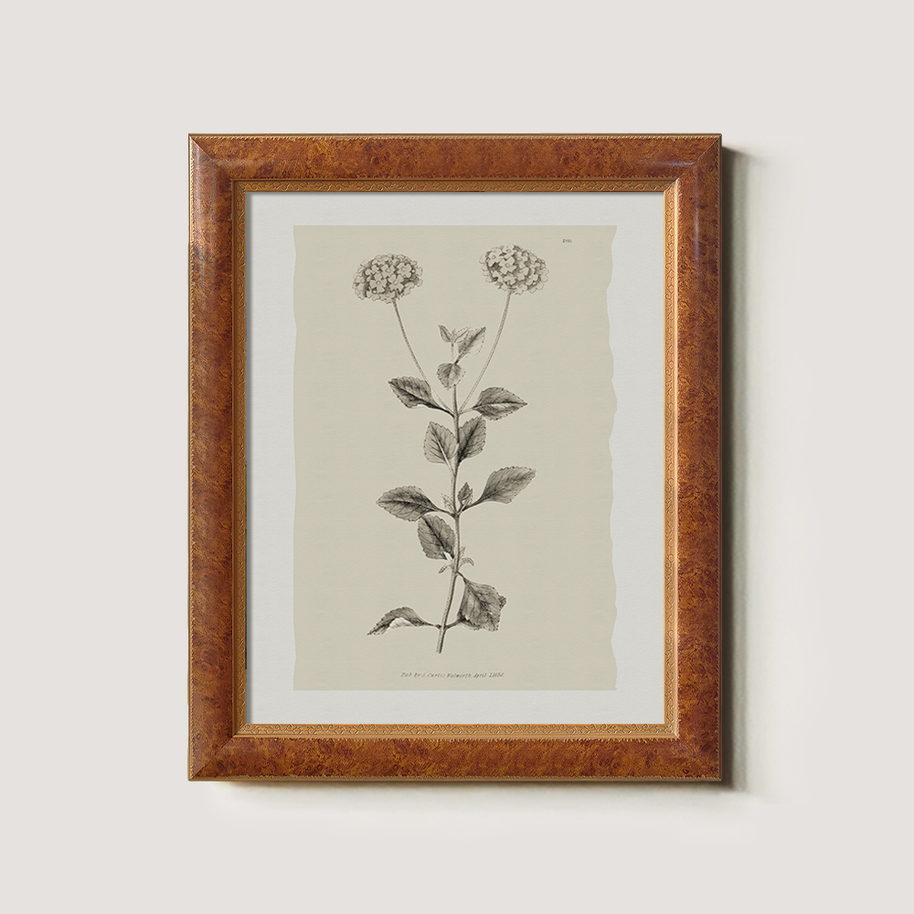 Vintage Leonotis Leonurus Botanical Etching