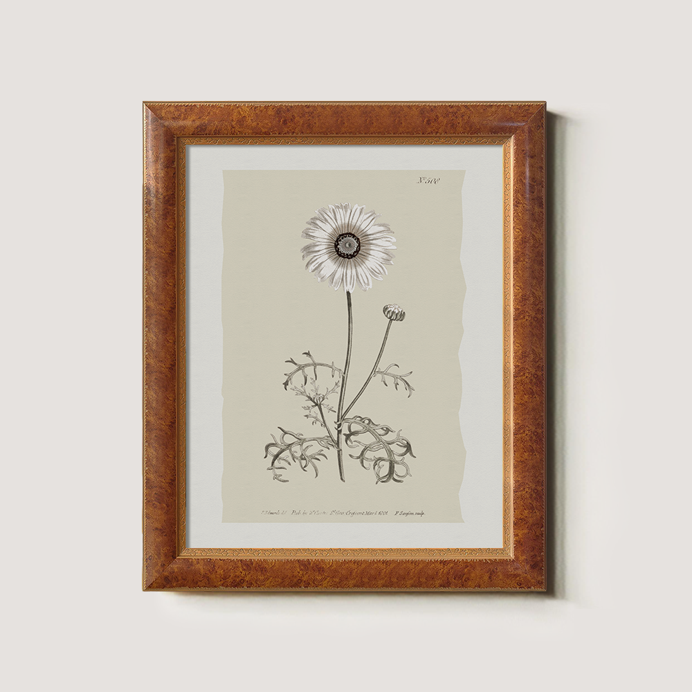 Vintage Chrysanthemum Parthenium Botanical Etching