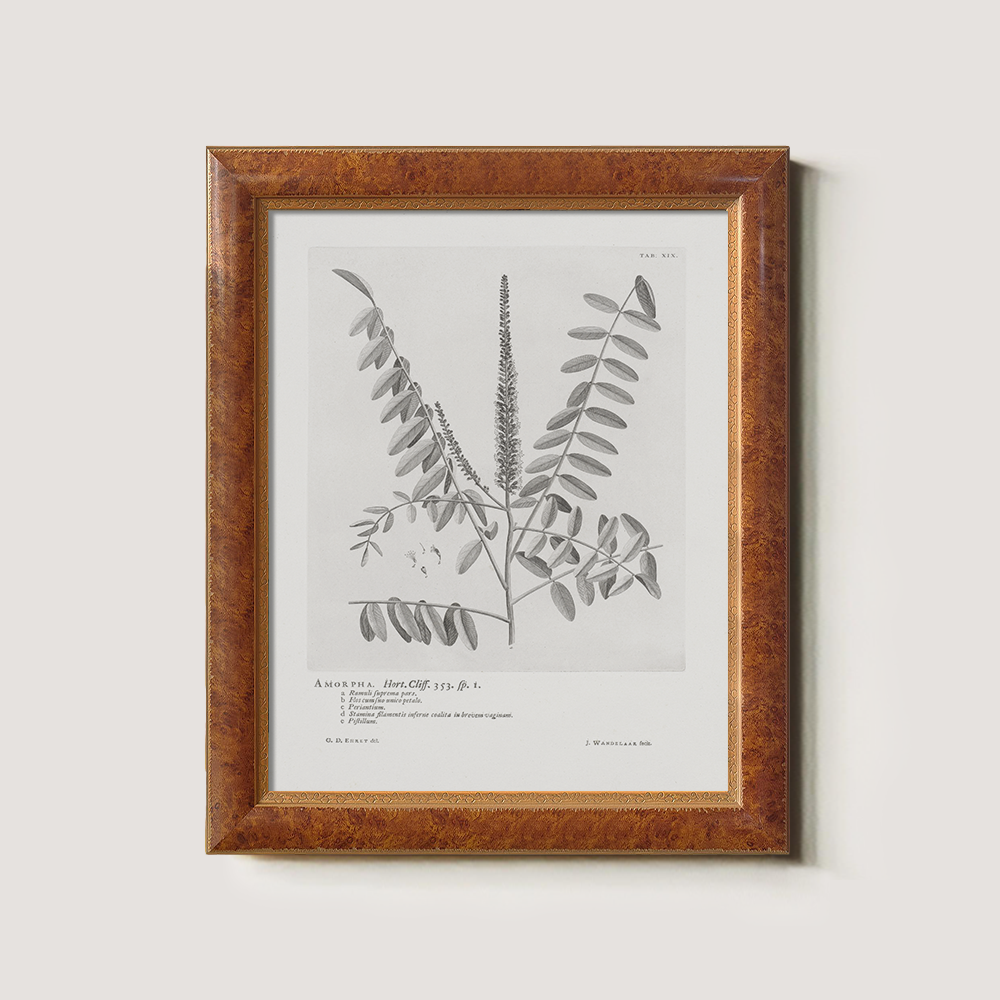 Vintage Amorpha Fruticosa Botanical Etching