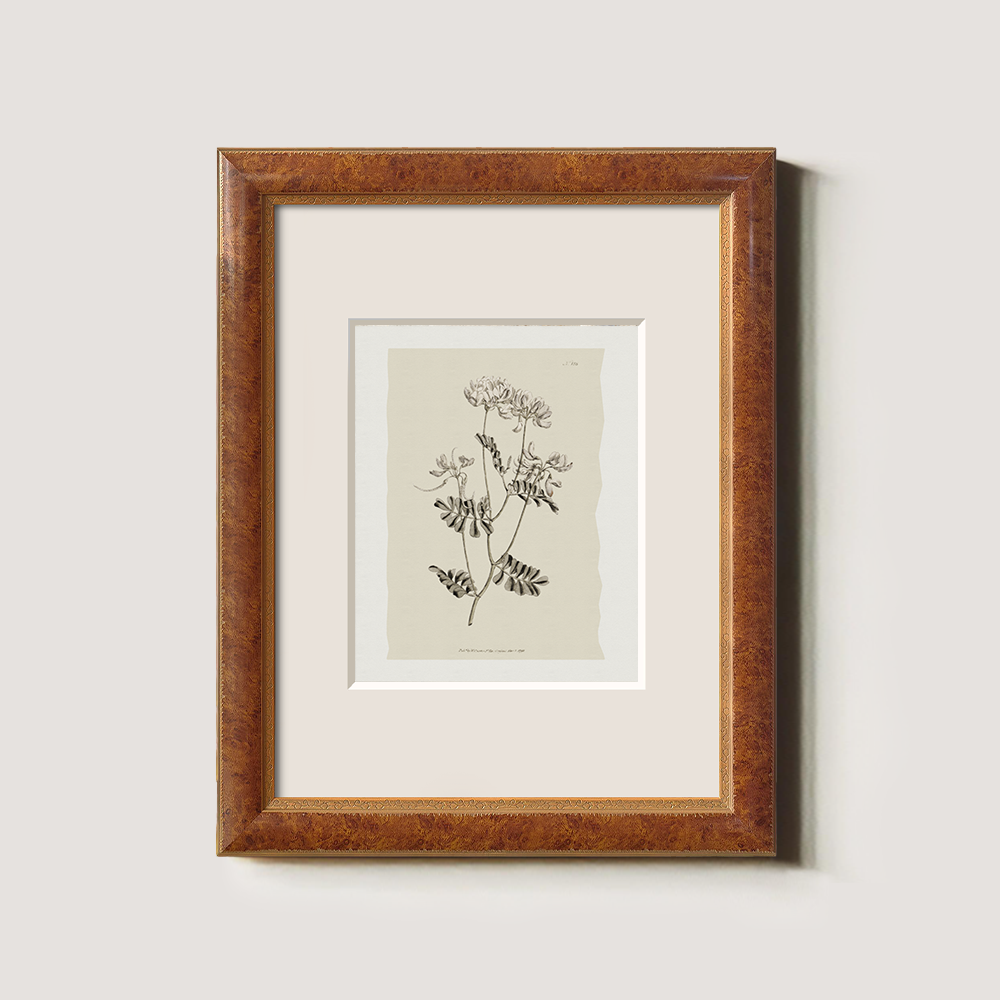 Vintage Anthyllis Vulneraria Botanical Etching