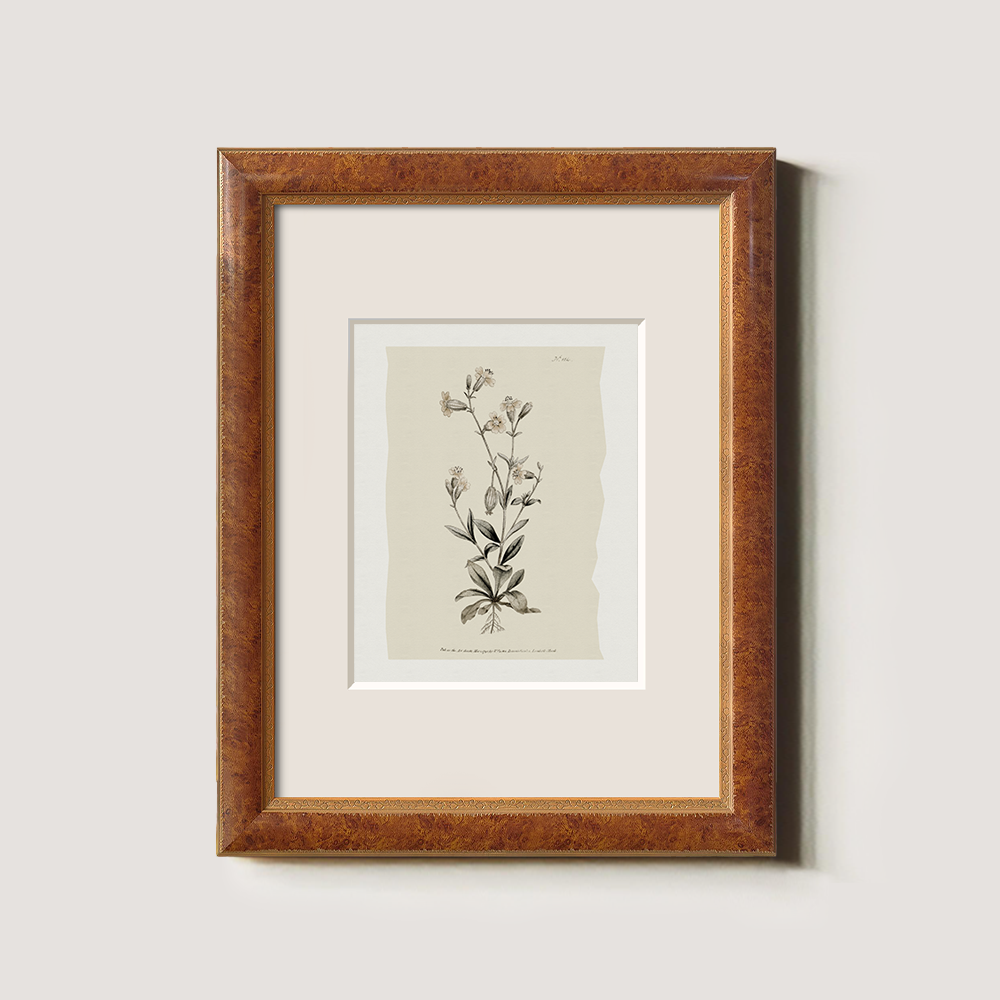 Vintage Arabis Alpina Botanical Etching