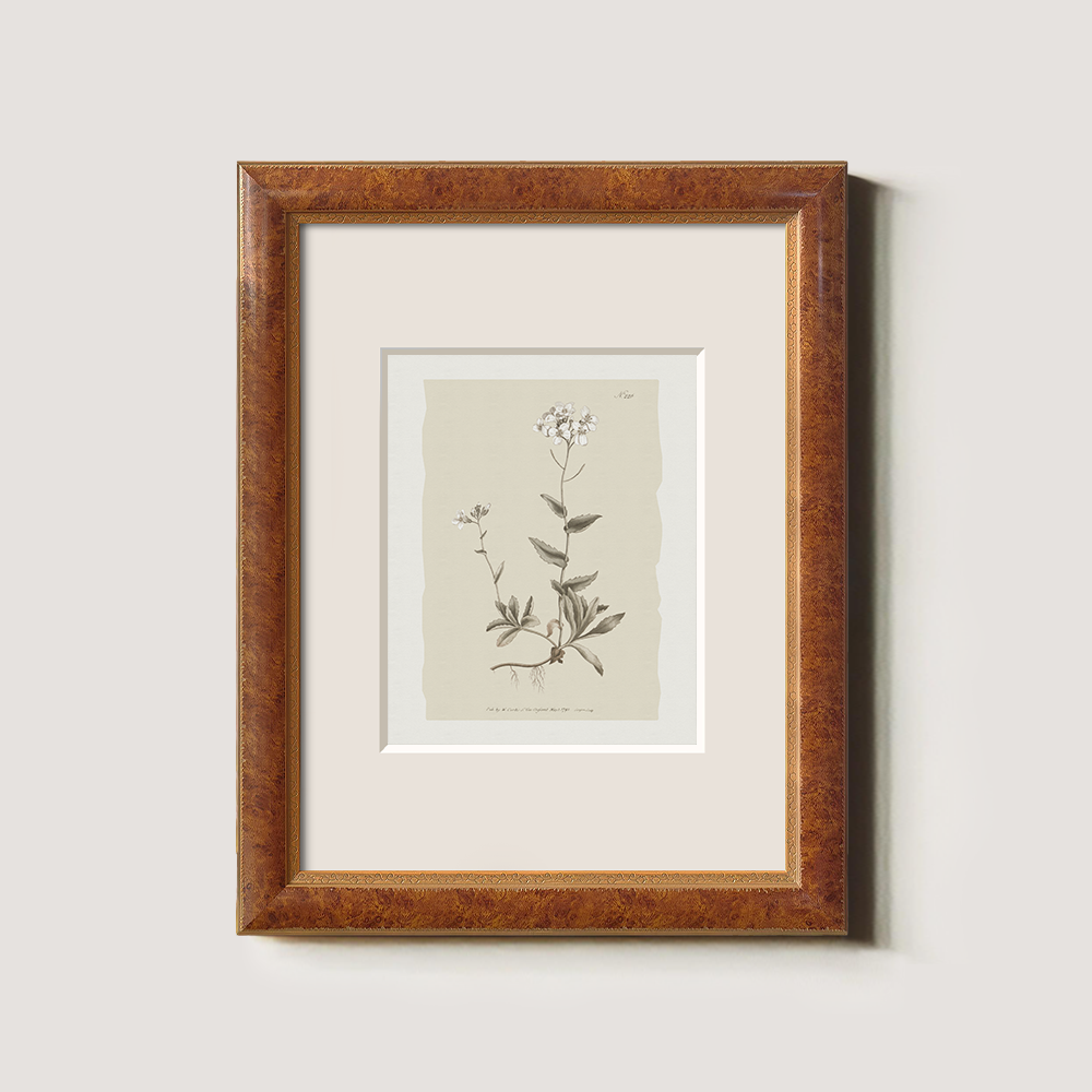 Vintage Cardamine Hirsuta Botanical Etching
