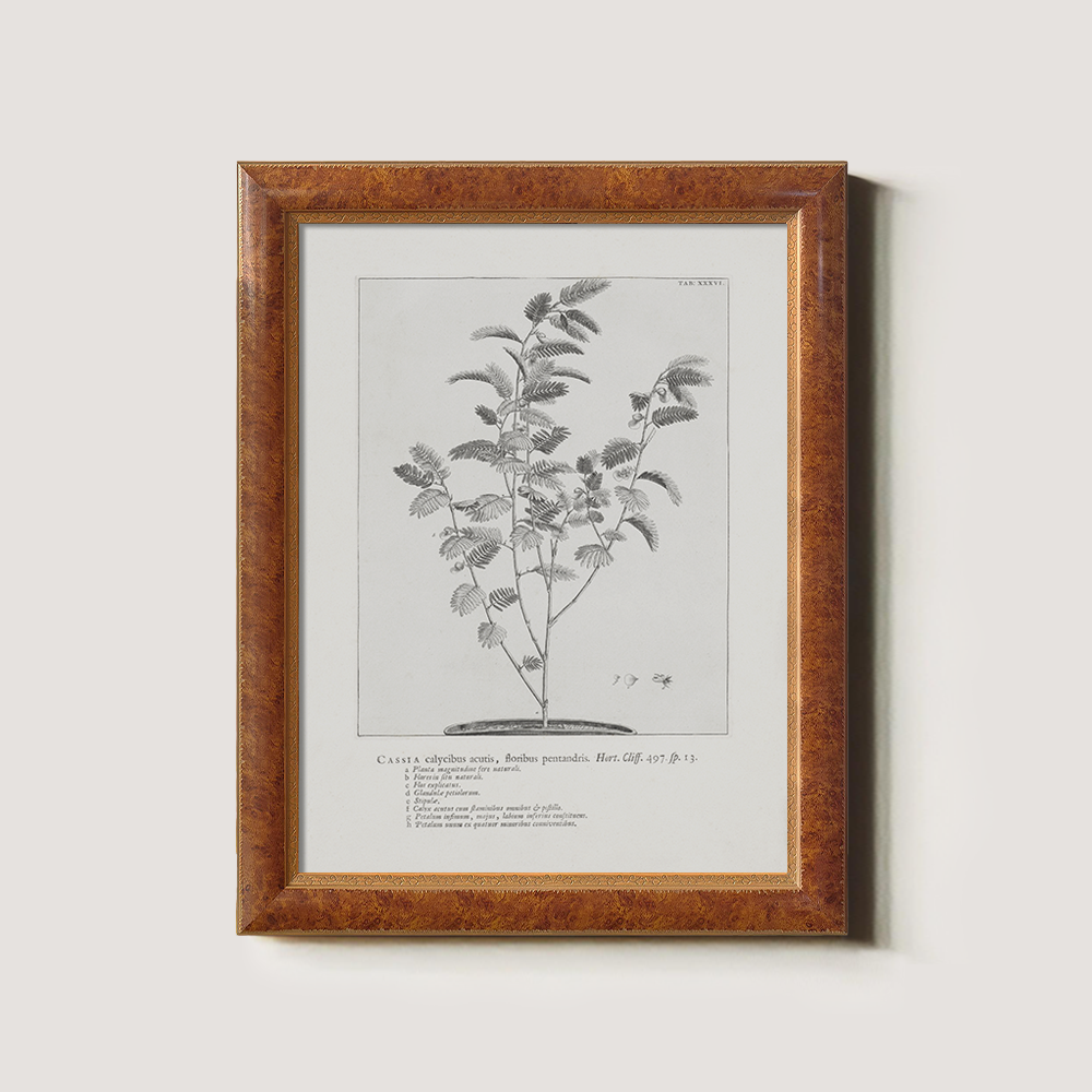 Vintage Cassia Angustifolia Botanical Etching