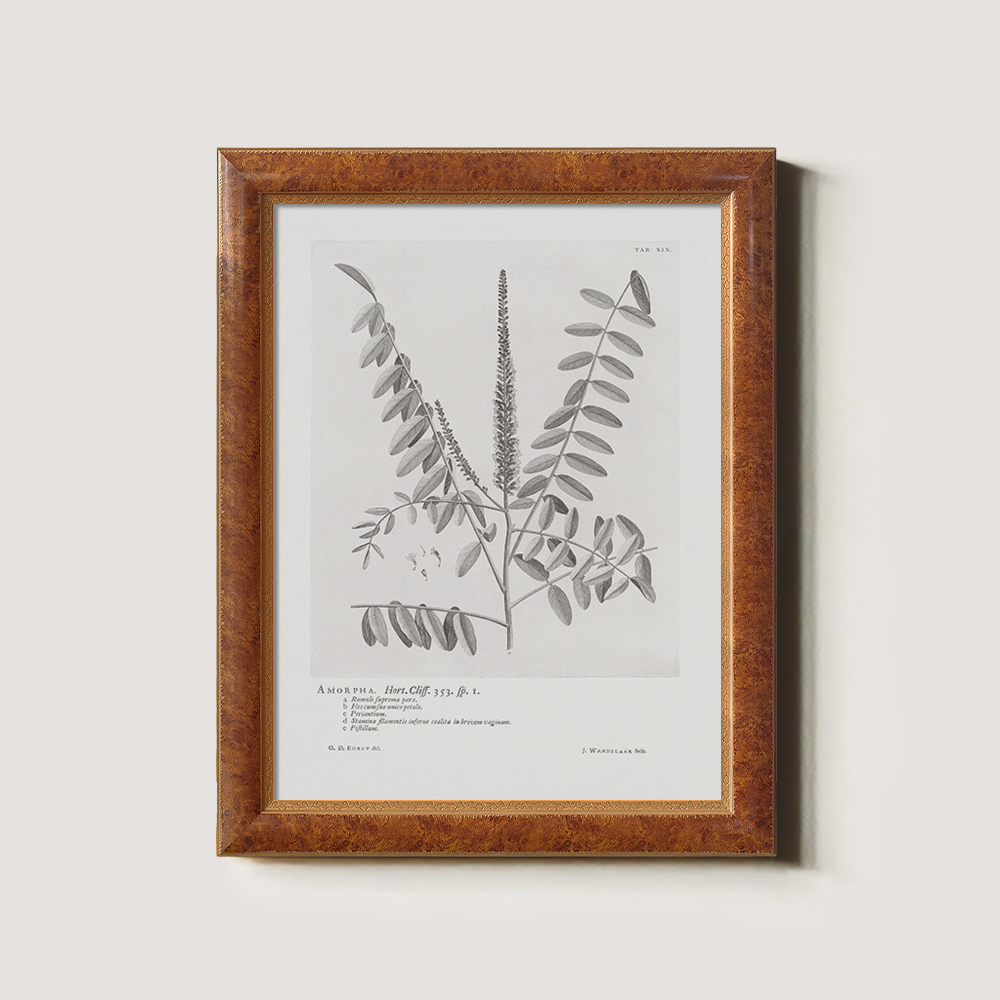 Vintage Amorpha Fruticosa Botanical Etching