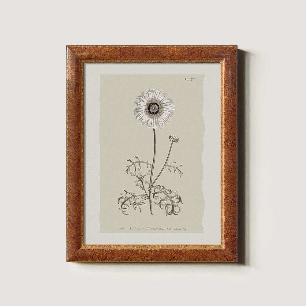 Vintage Chrysanthemum Parthenium Botanical Etching