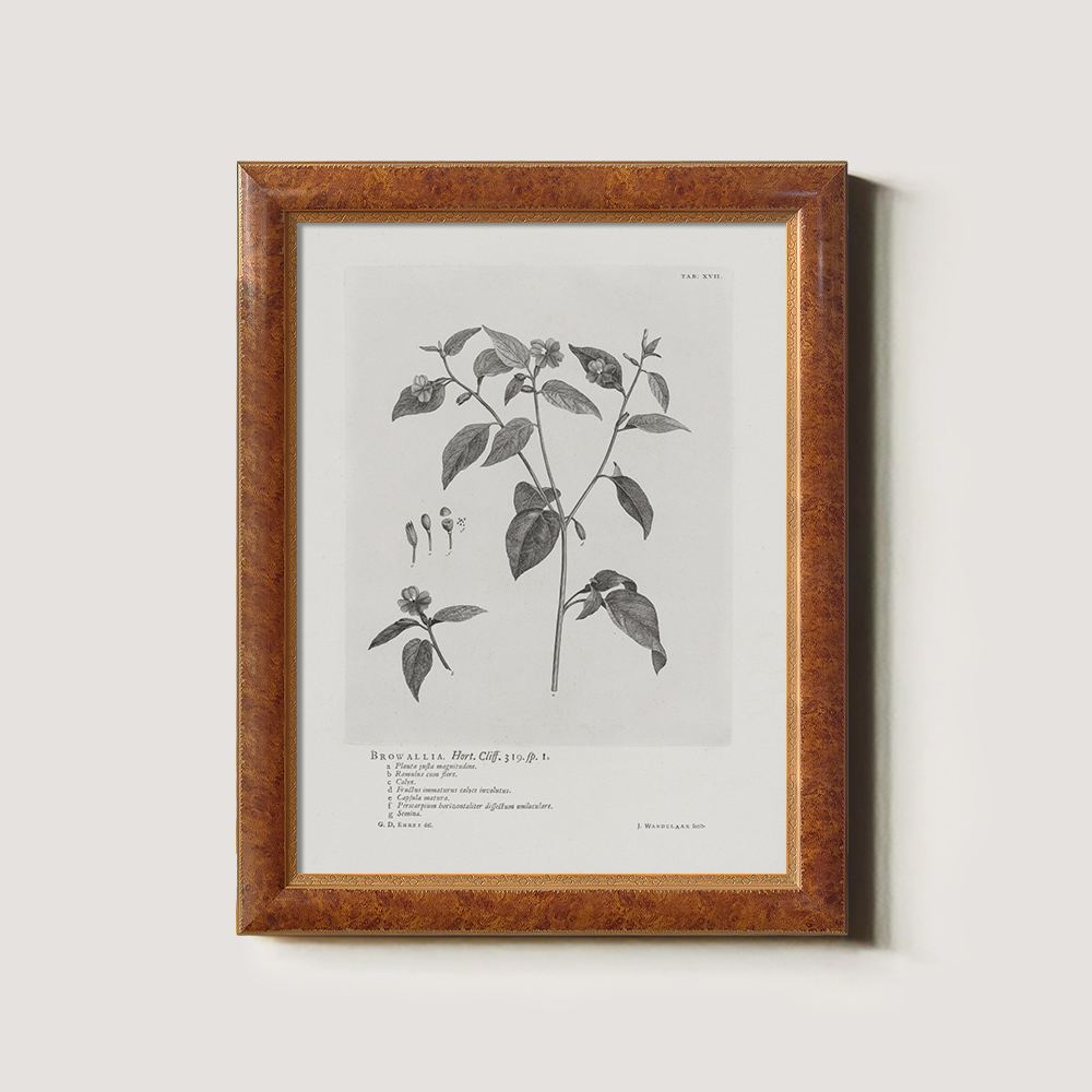 Vintage Browallia Hert Botanical Etching