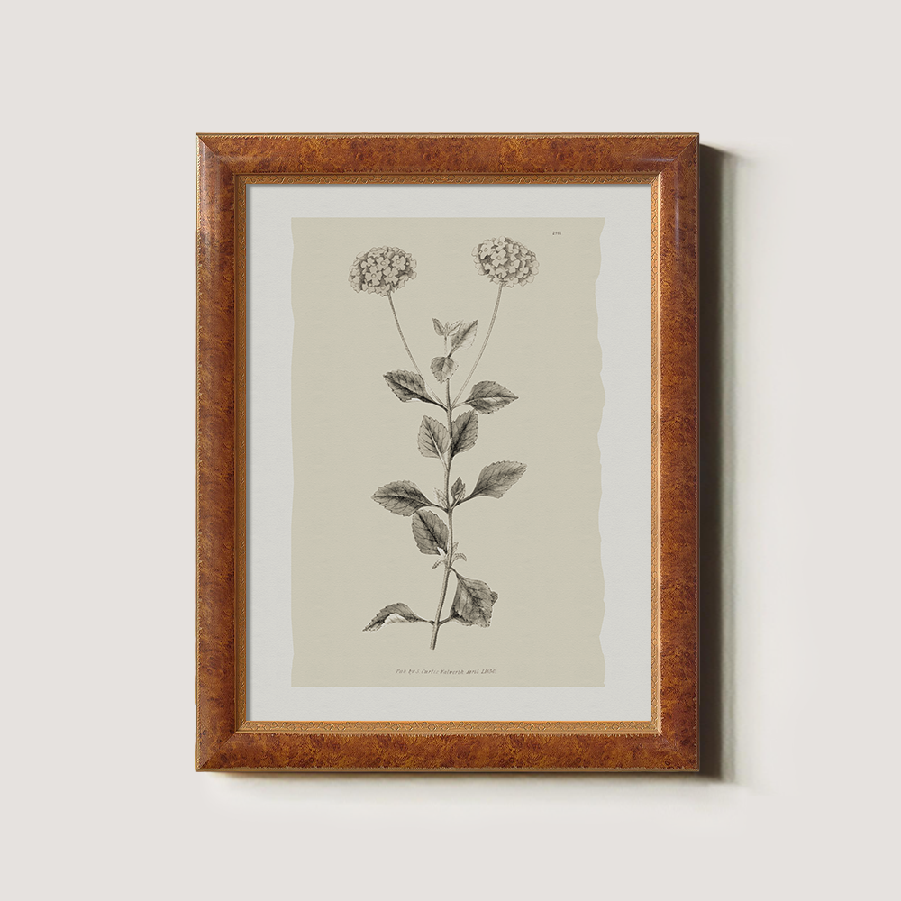 Vintage Leonotis Leonurus Botanical Etching