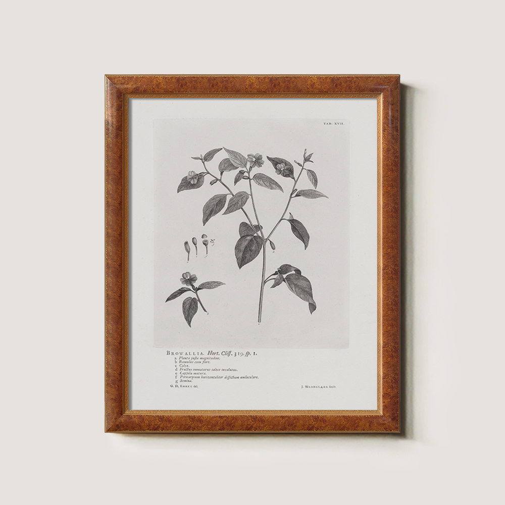 Vintage Browallia Hert Botanical Etching