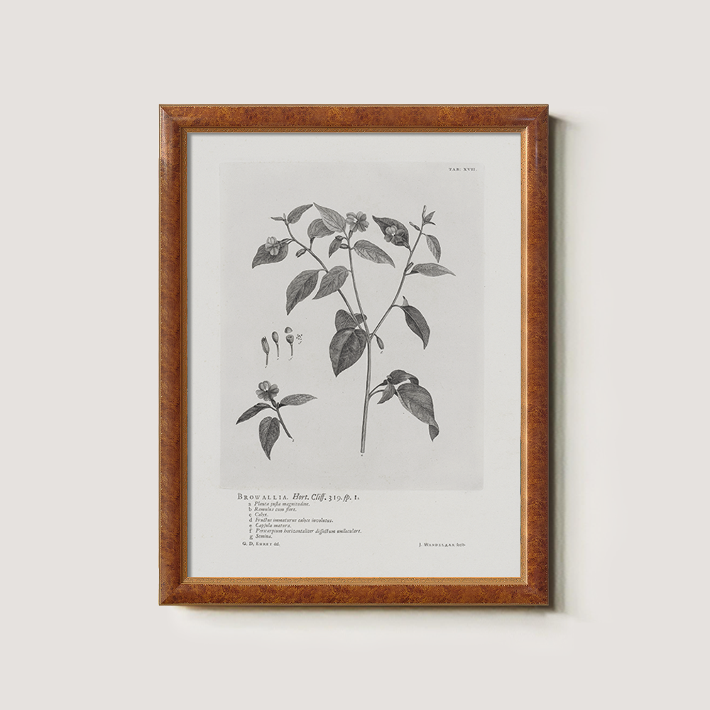 Vintage Browallia Hert Botanical Etching