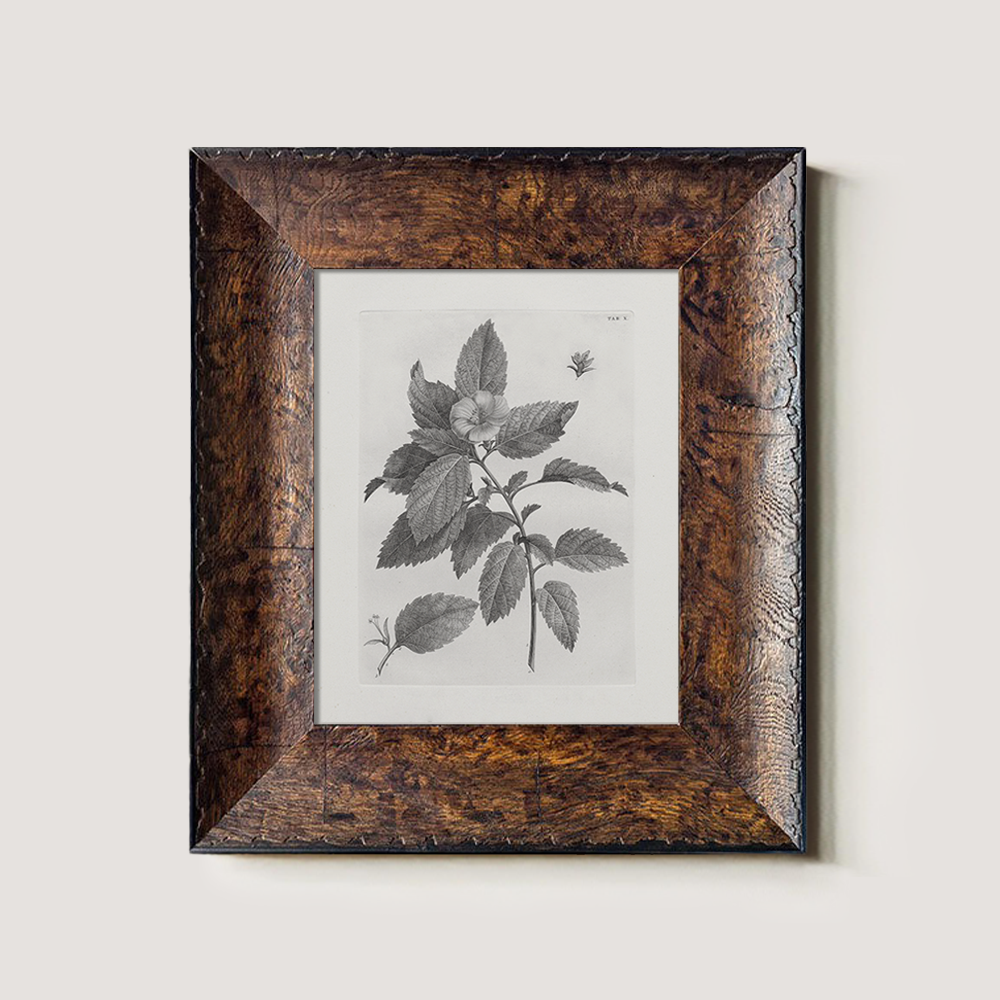 Vintage Collinsonia Botanical Etching