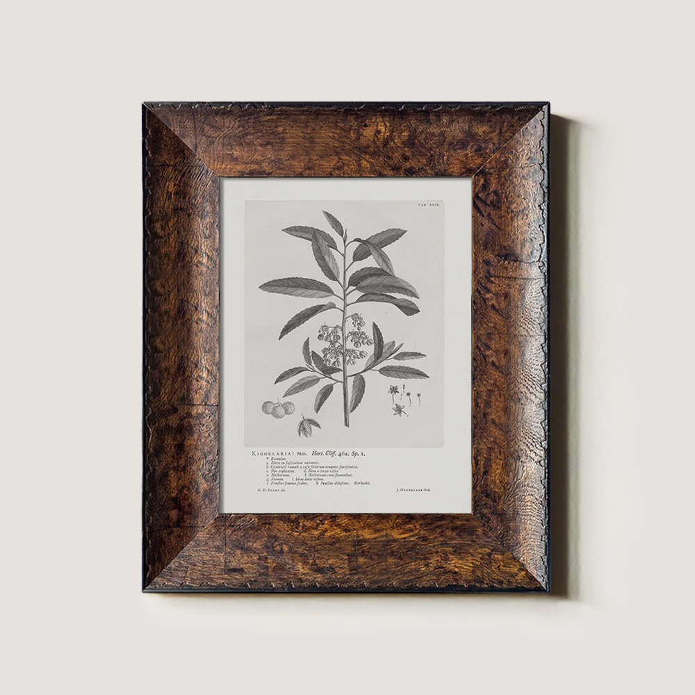 Vintage Kigelia Africana Botanical Etching