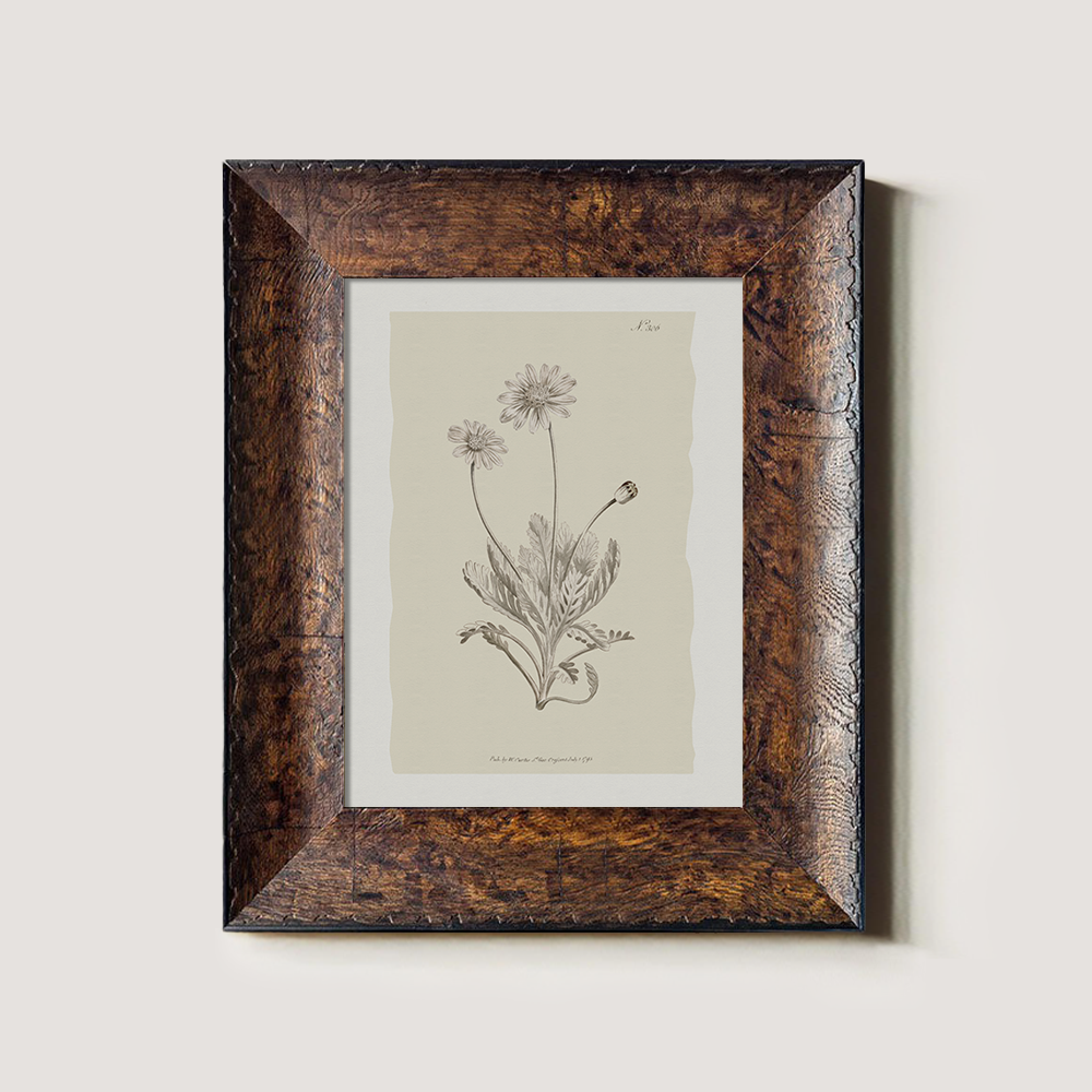 Vintage Matricaria Chamomilla Botanical Etching