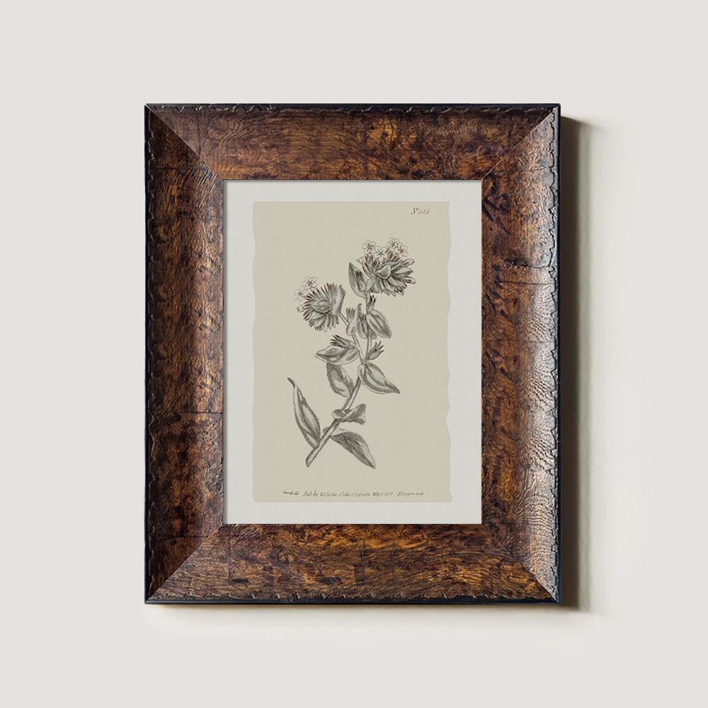Vintage Bupleurum Botanical Etching