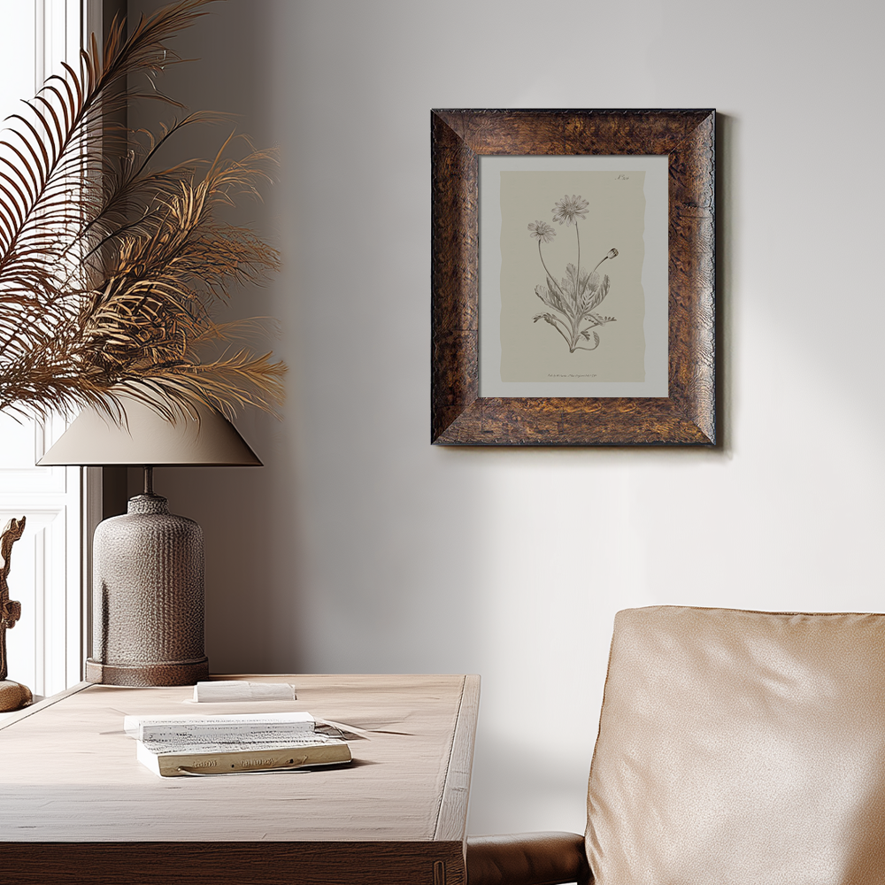 Vintage Matricaria Chamomilla Botanical Etching