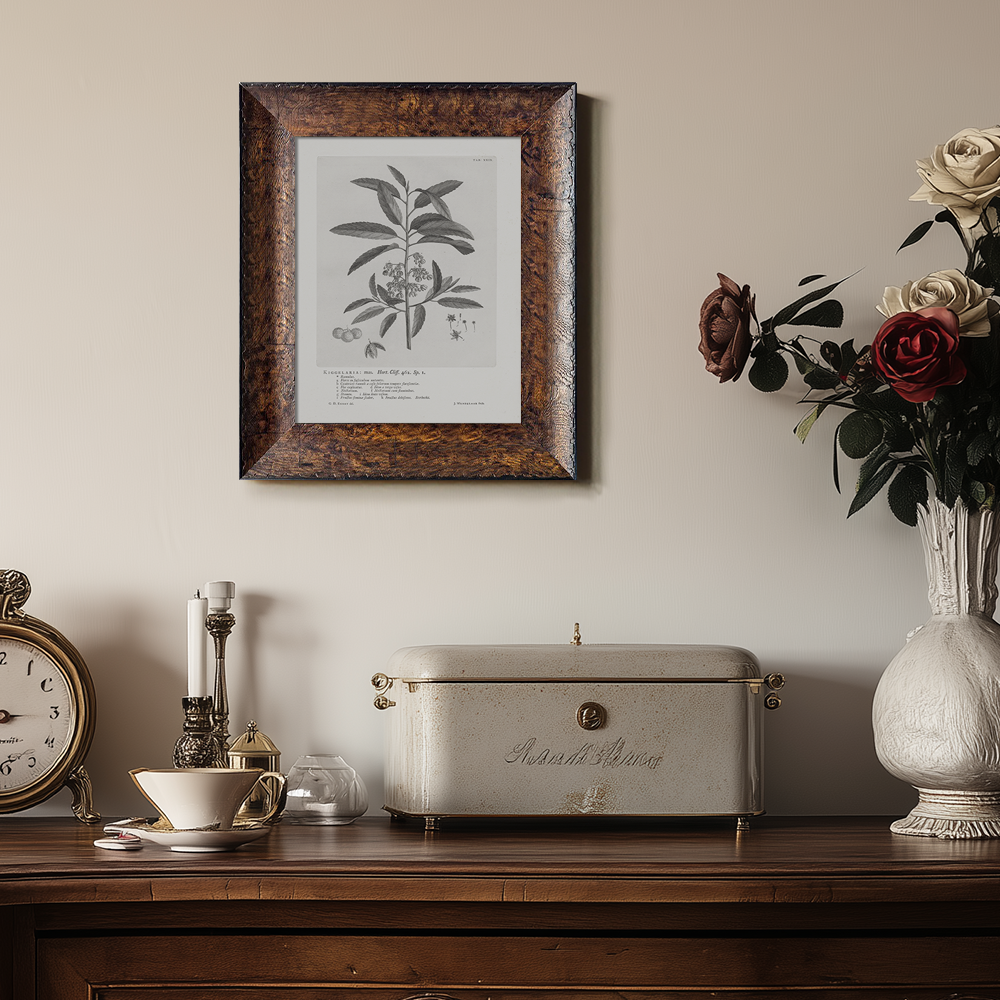 Vintage Kigelia Africana Botanical Etching
