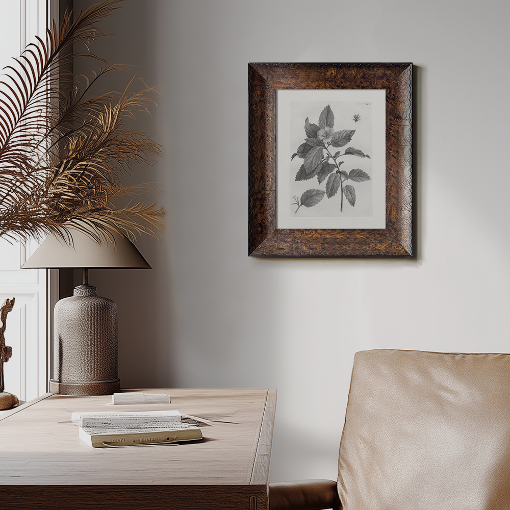 Vintage Collinsonia Botanical Etching