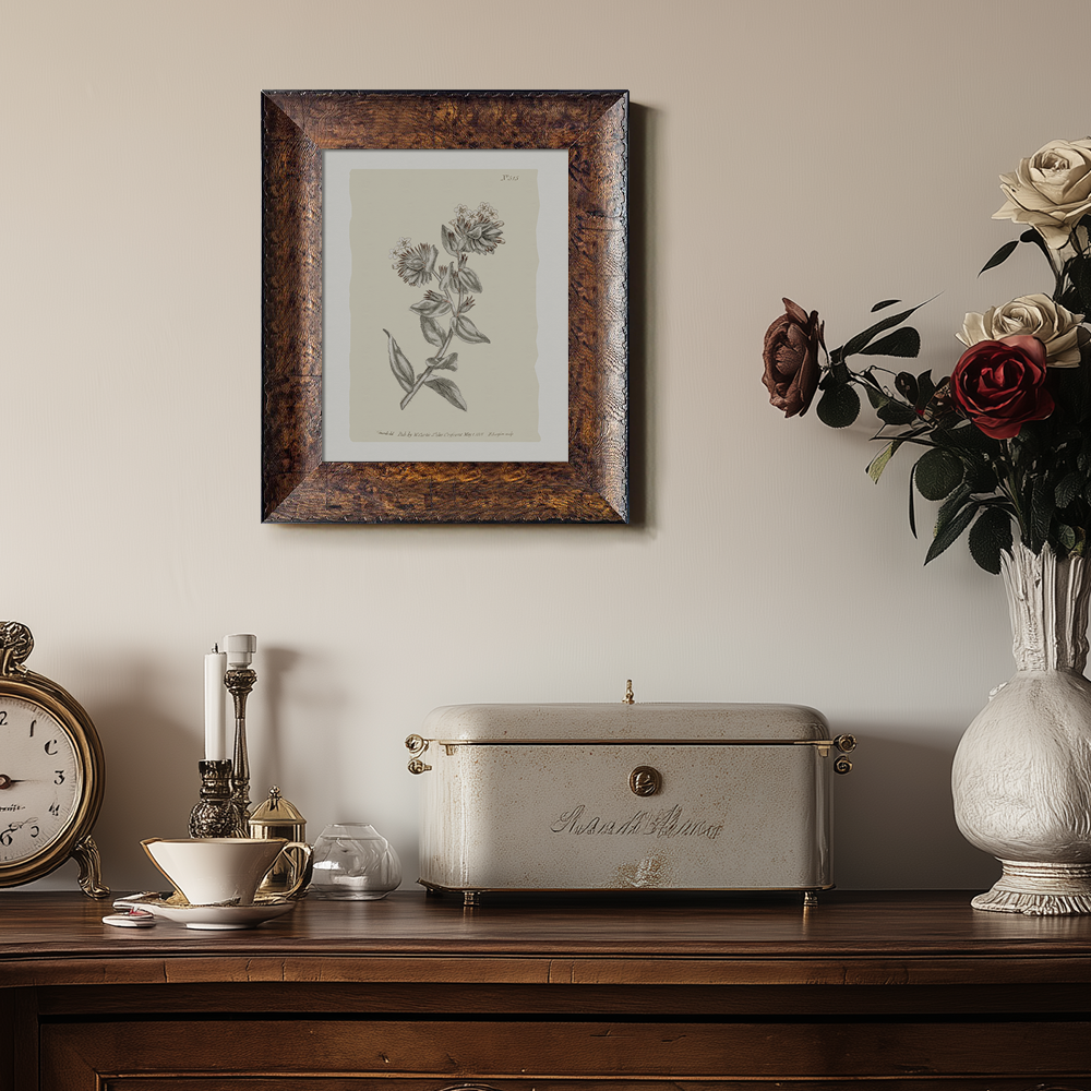 Vintage Bupleurum Botanical Etching