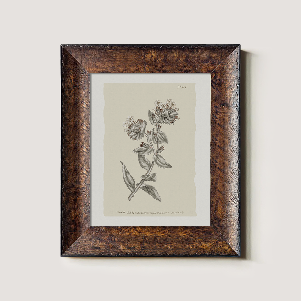 Vintage Bupleurum Botanical Etching