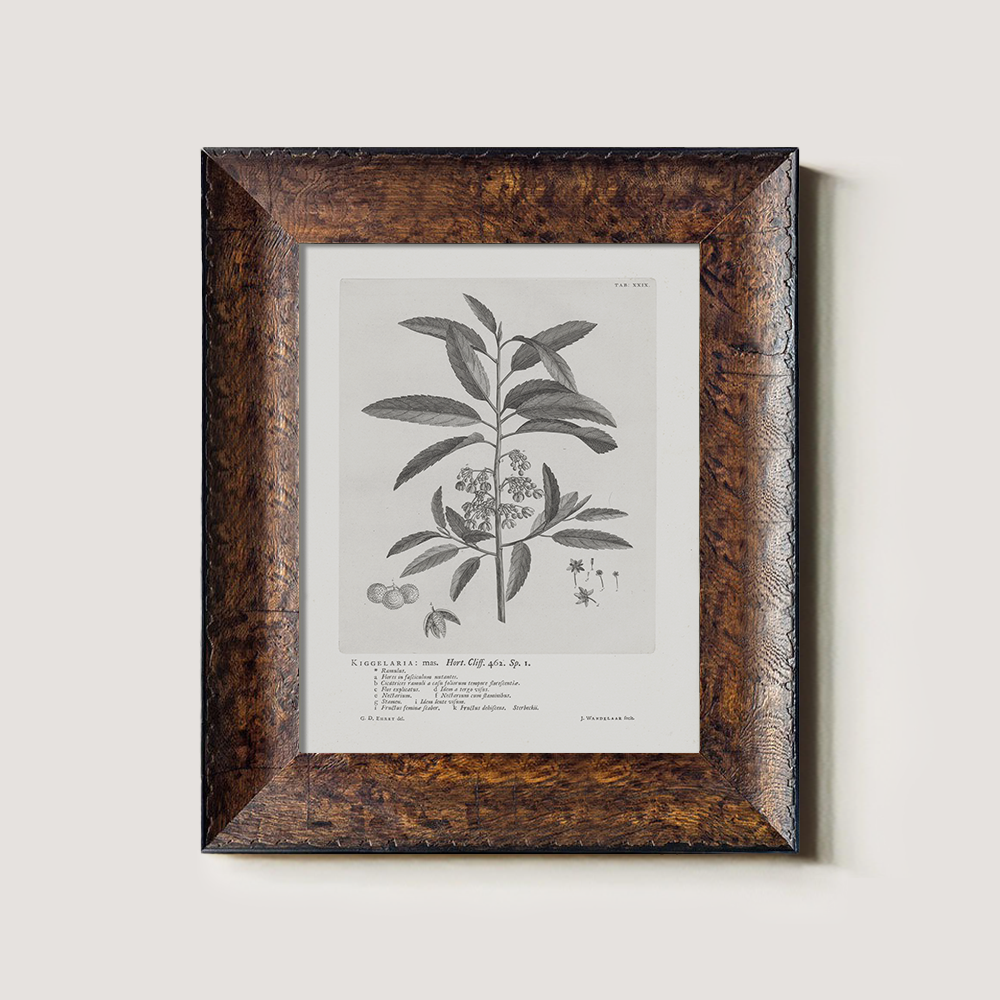 Vintage Kigelia Africana Botanical Etching