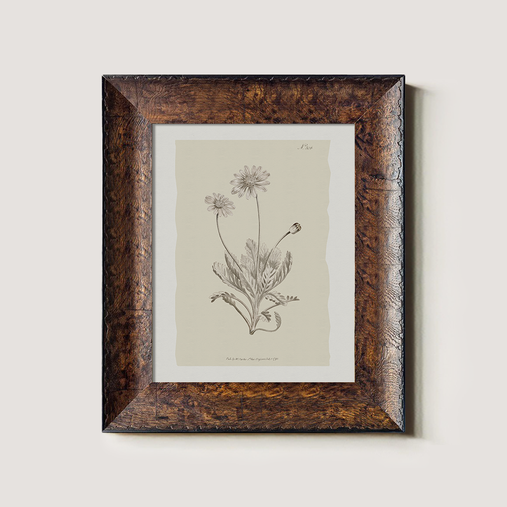 Vintage Matricaria Chamomilla Botanical Etching