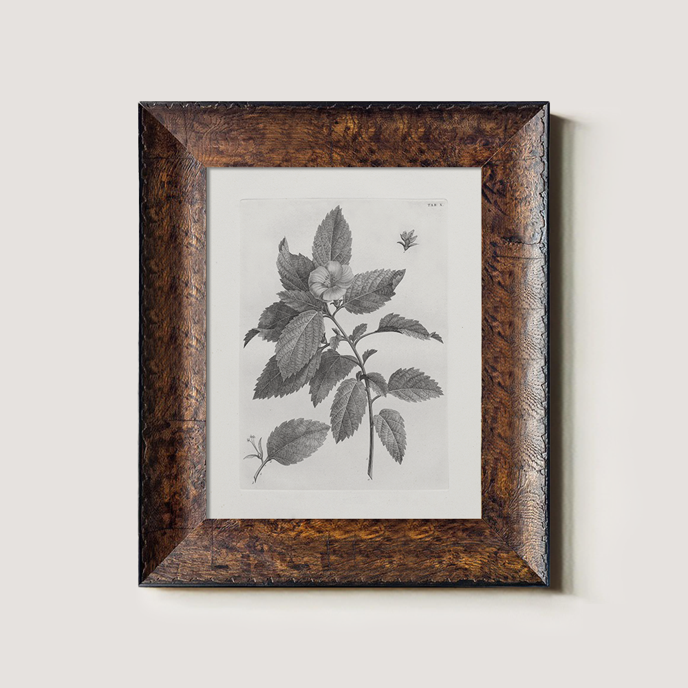 Vintage Collinsonia Botanical Etching