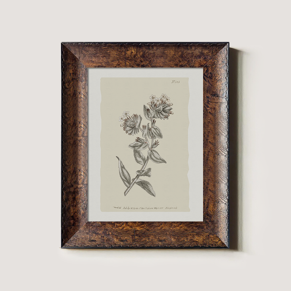 Vintage Bupleurum Botanical Etching