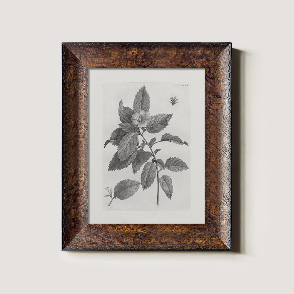 Vintage Collinsonia Botanical Etching