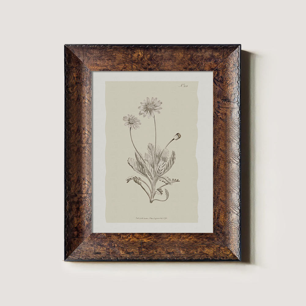 Vintage Matricaria Chamomilla Botanical Etching