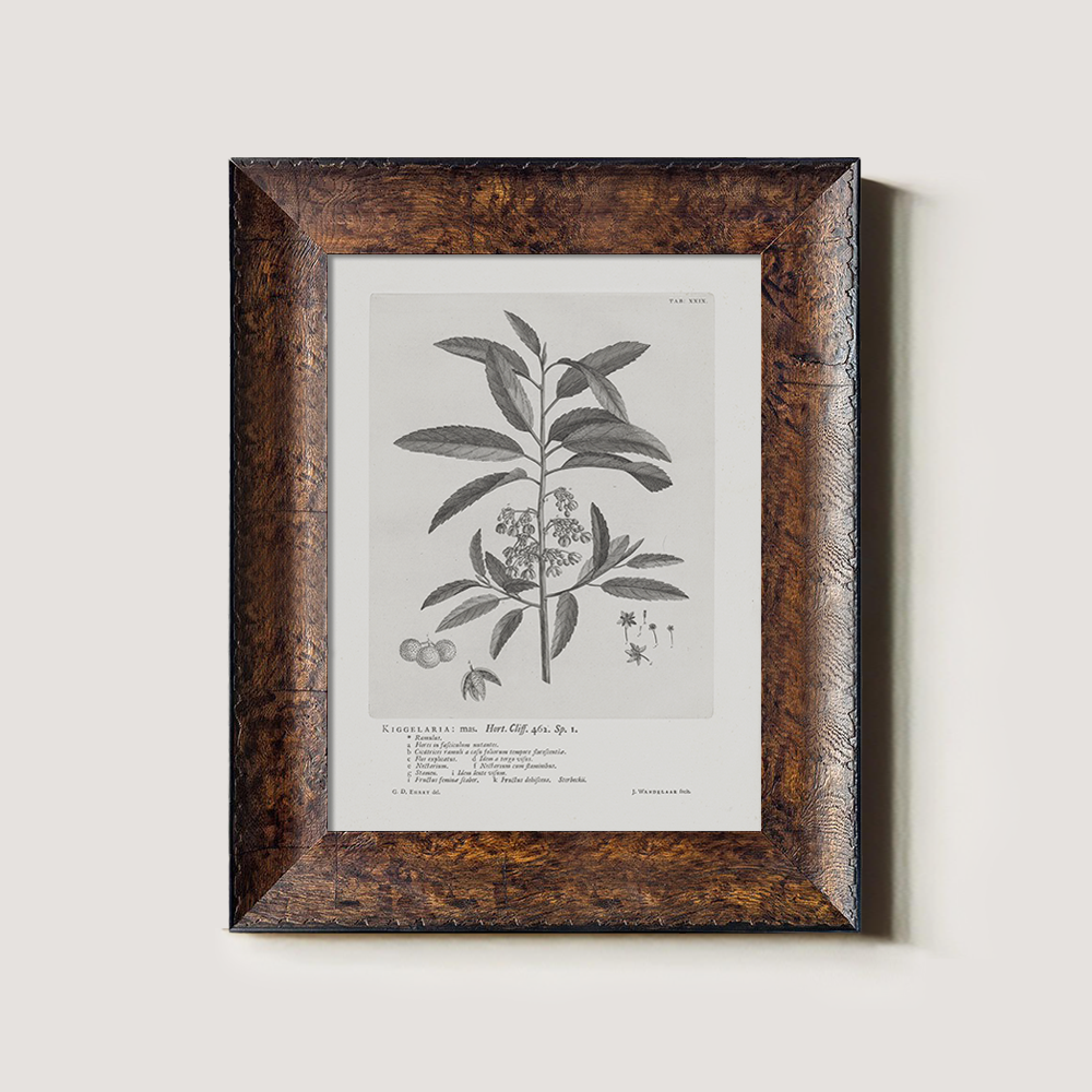 Vintage Kigelia Africana Botanical Etching