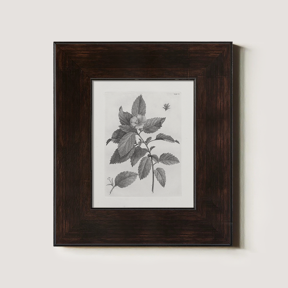Vintage Collinsonia Botanical Etching