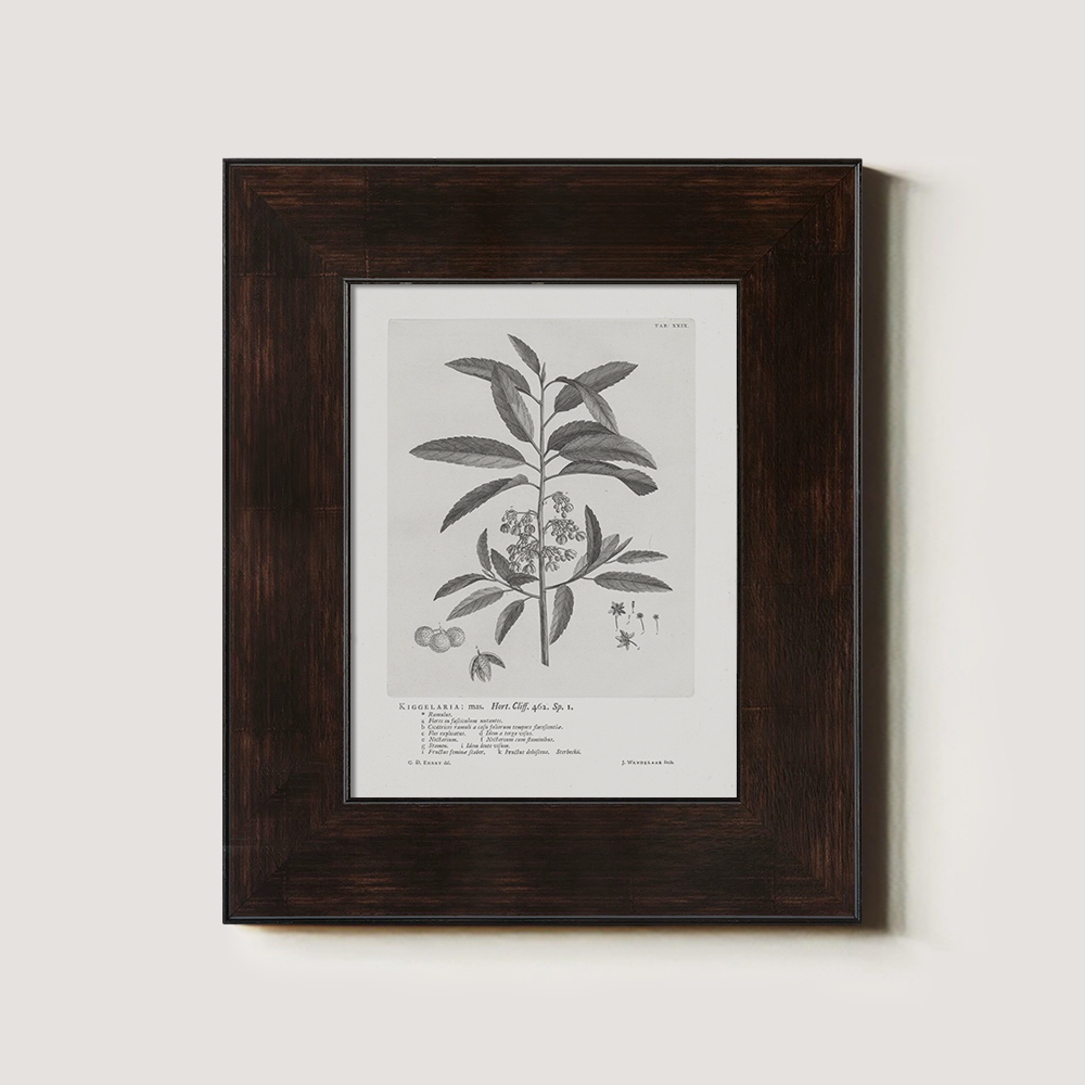 Vintage Kigelia Africana Botanical Etching