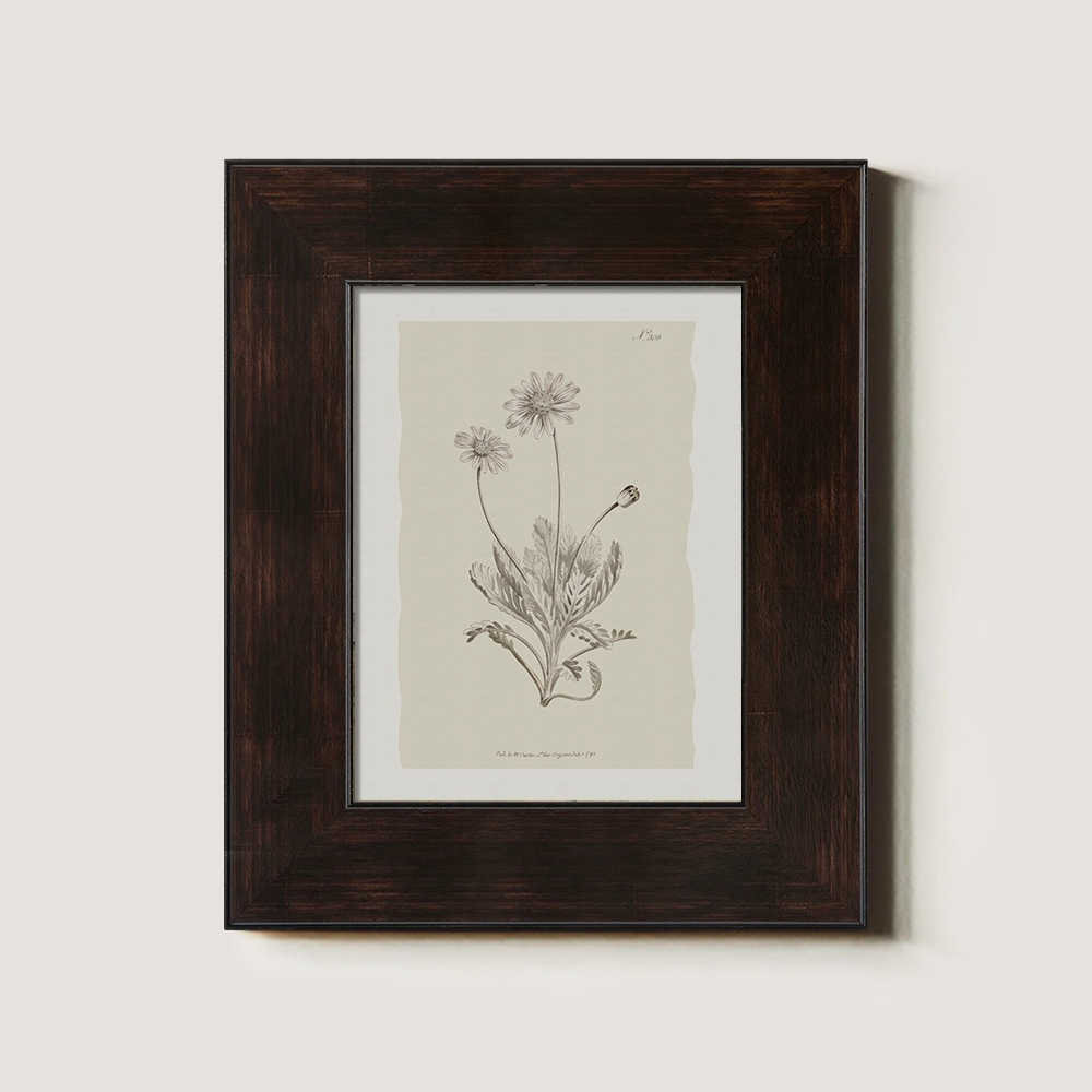 Vintage Matricaria Chamomilla Botanical Etching