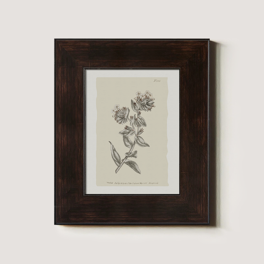 Vintage Bupleurum Botanical Etching