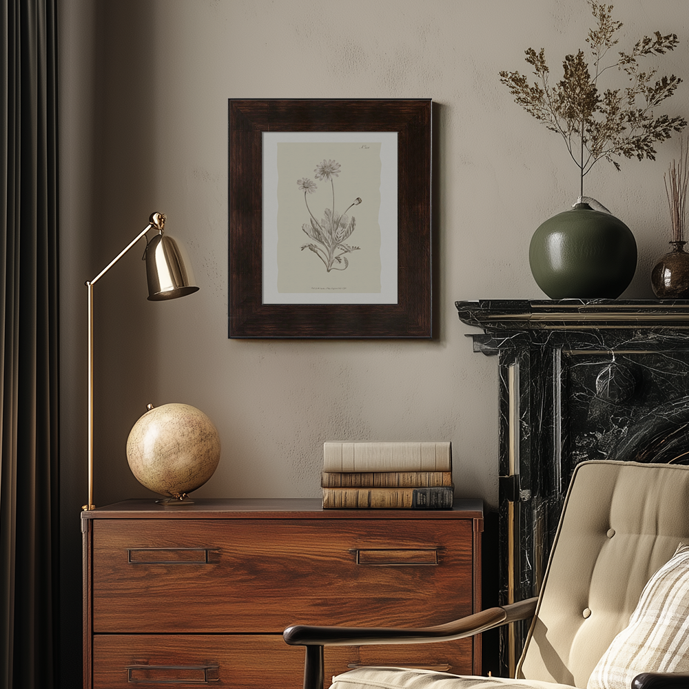 Vintage Matricaria Chamomilla Botanical Etching