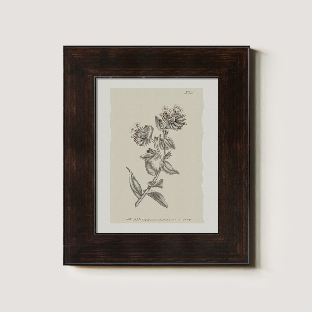Vintage Bupleurum Botanical Etching