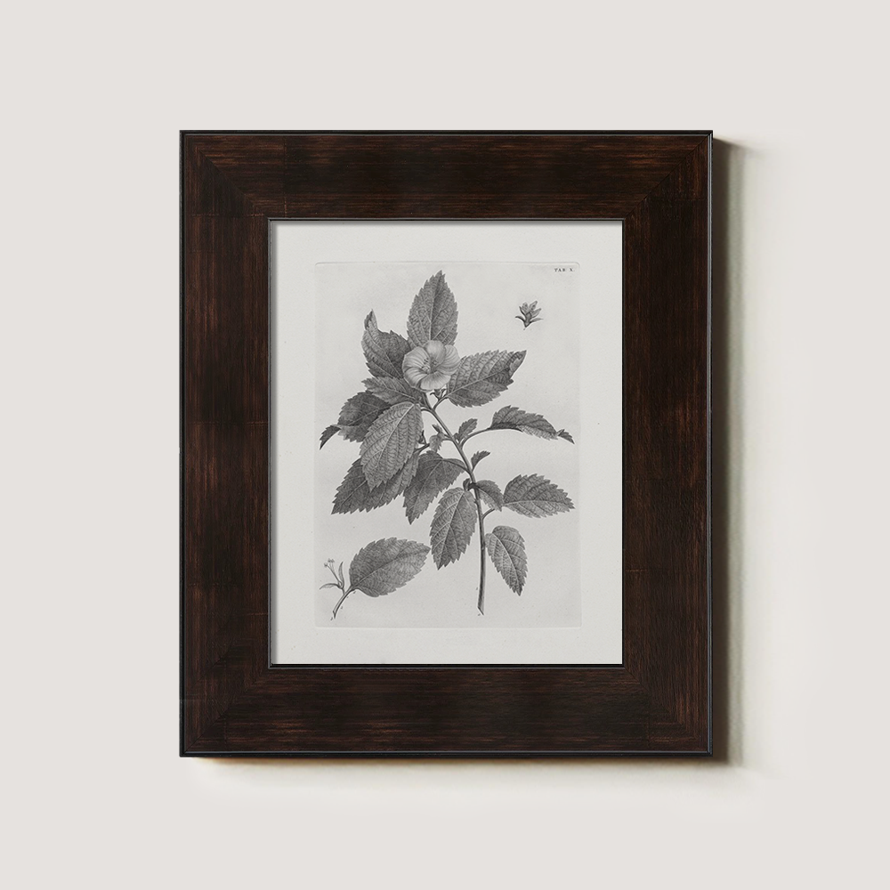 Vintage Collinsonia Botanical Etching
