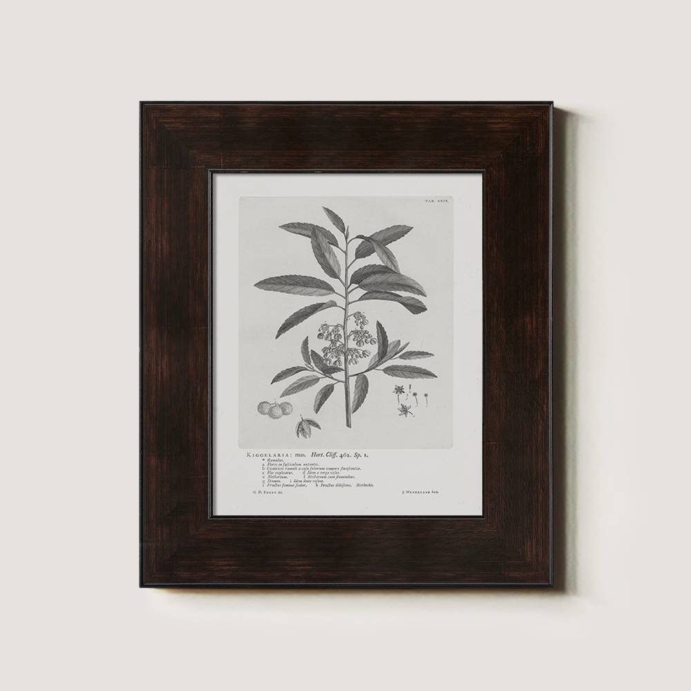Vintage Kigelia Africana Botanical Etching